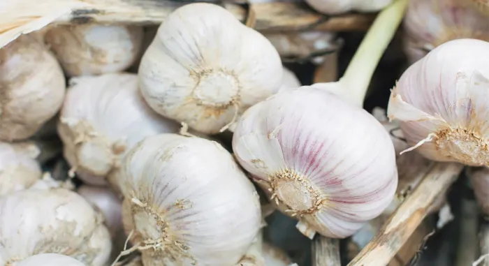 Garlic Health Benefits In Tamil